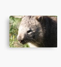 Wandering wombat Canvas Print
