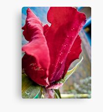 Rose Canvas Print