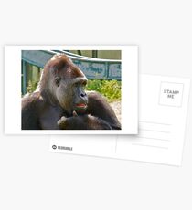 Portrait of a Gorilla Postcards