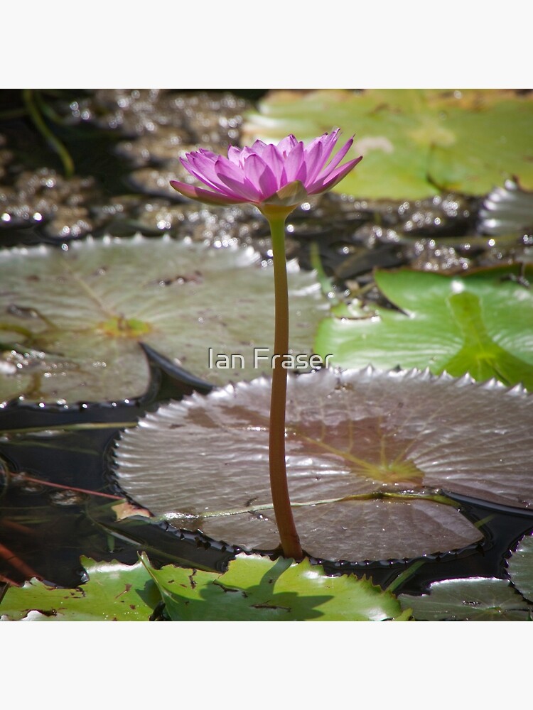 Water Lilly by Mowog