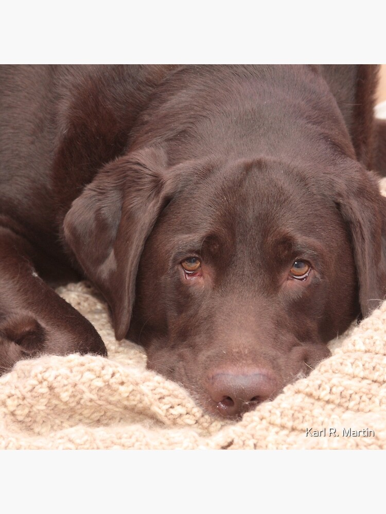 Chocolate Lab by SirEagle