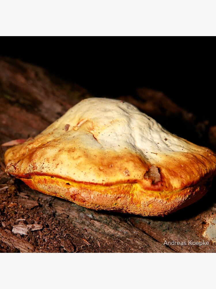 Chicken of the woods by mistered