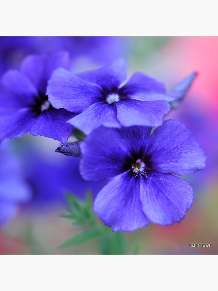 My Blue Heaven by harmser