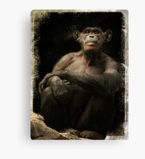Dignity- an old chimp at the LA Zoo Leinwanddruck