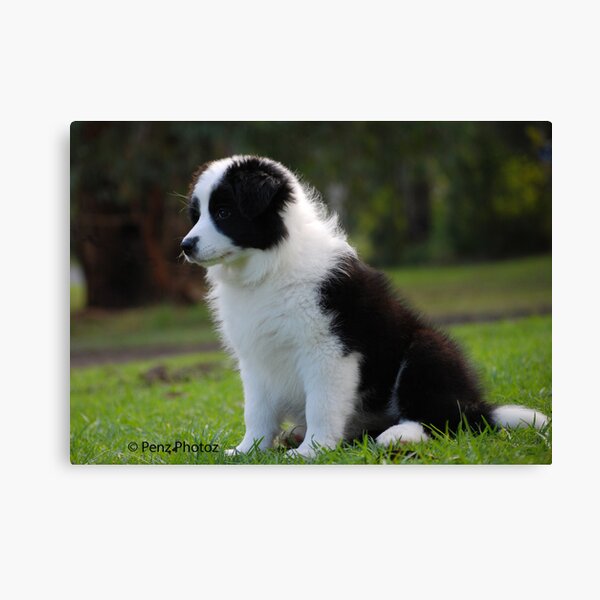 8 week old Border Collie Canvas Print