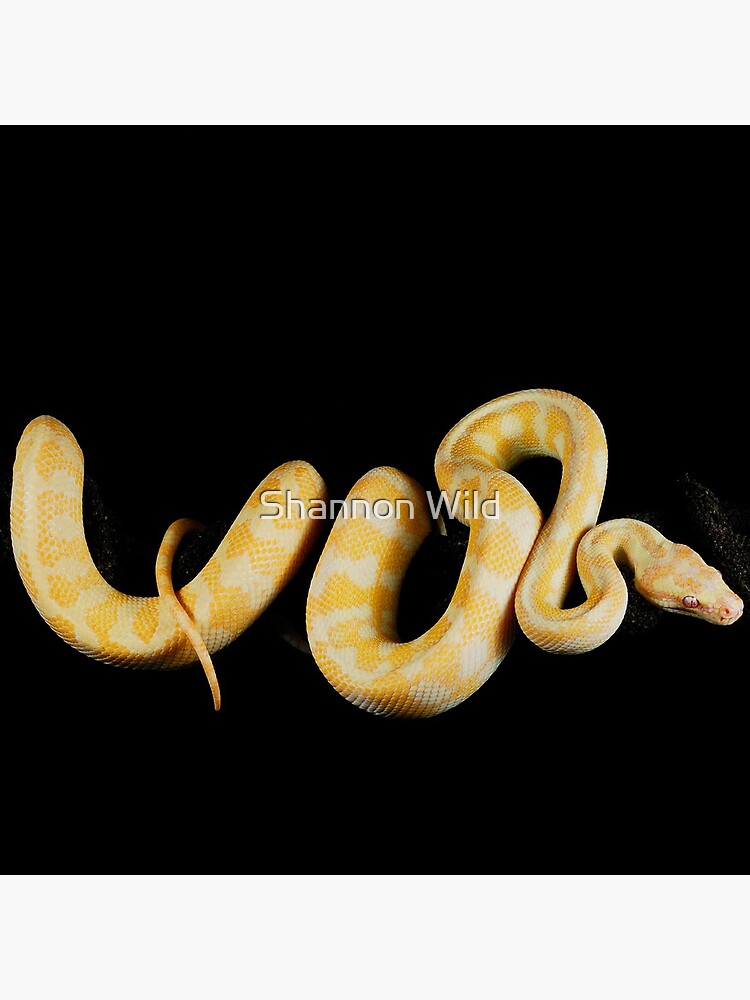 Albino Northern Territory Carpet Python (Morelia spilota variegata) by ShannonPlummer