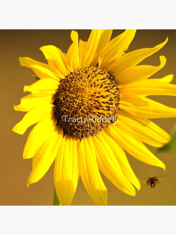 Sunflower & Bee by taos