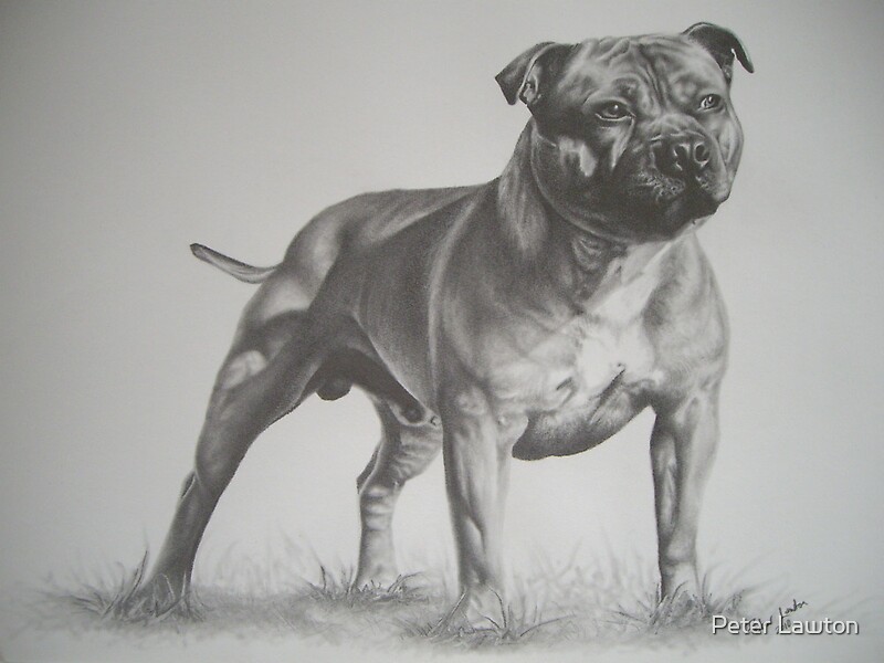 "Staffordshire Bull Terrier in Pencil" by Peter Lawton | Redbubble