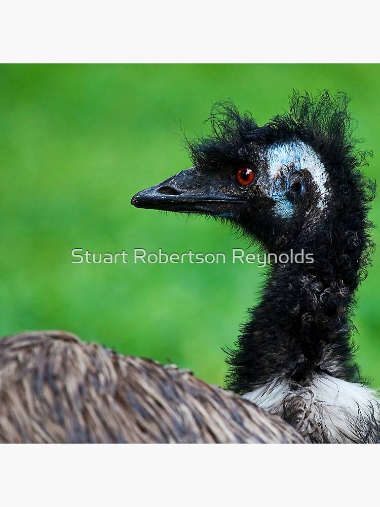 Emu by Sparky2000