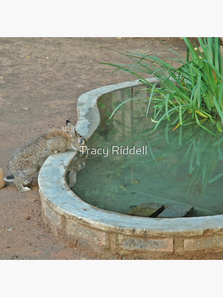 Bunnies of Benoni by taos