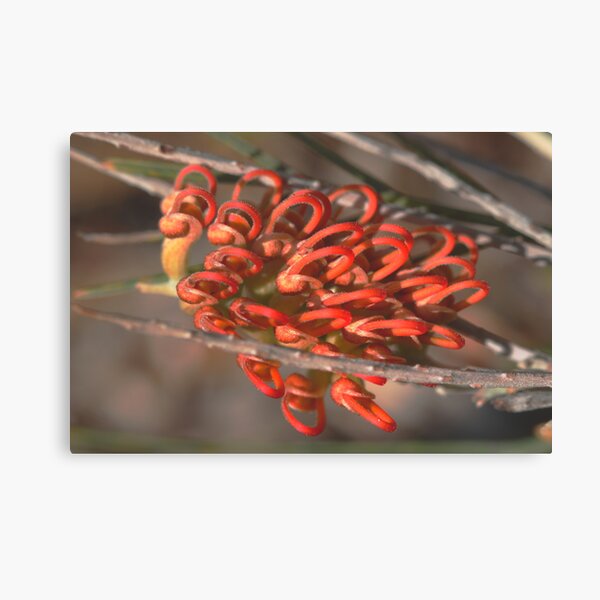 Grevillea baxteri Canvas Print