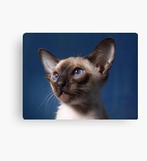 Lienzo gato siames