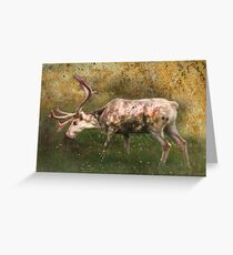 A Reindeer Named Bimbo Greeting Card