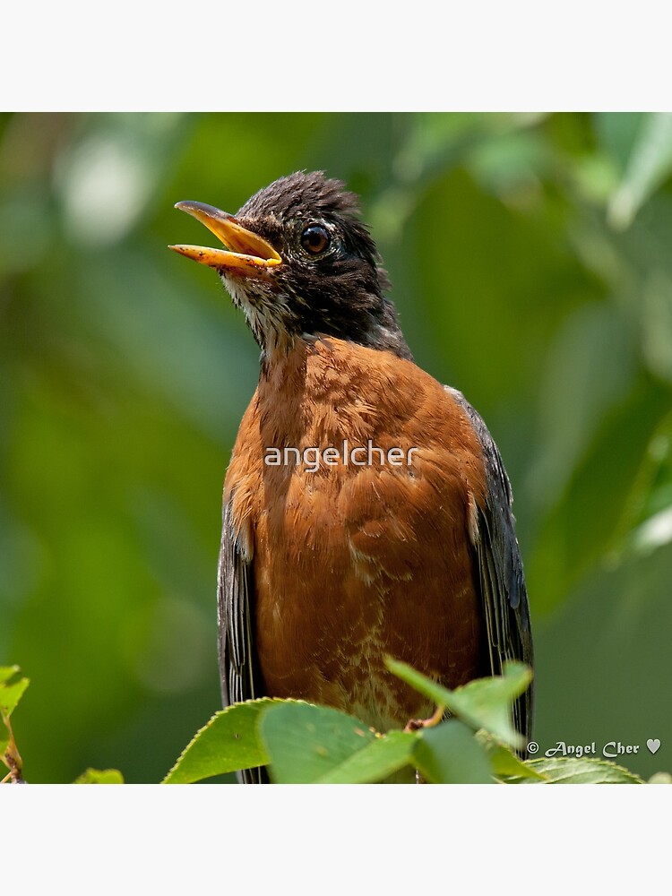 Robin Mama by angelcher