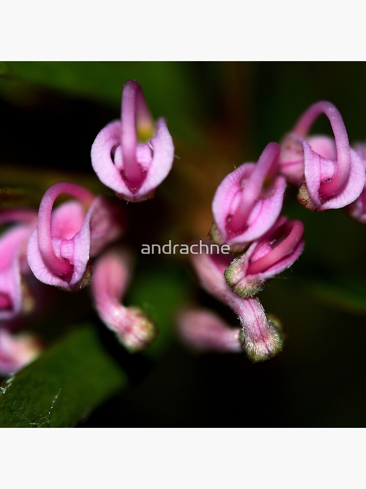 Grevillea humilis subsp. humilis by andrachne