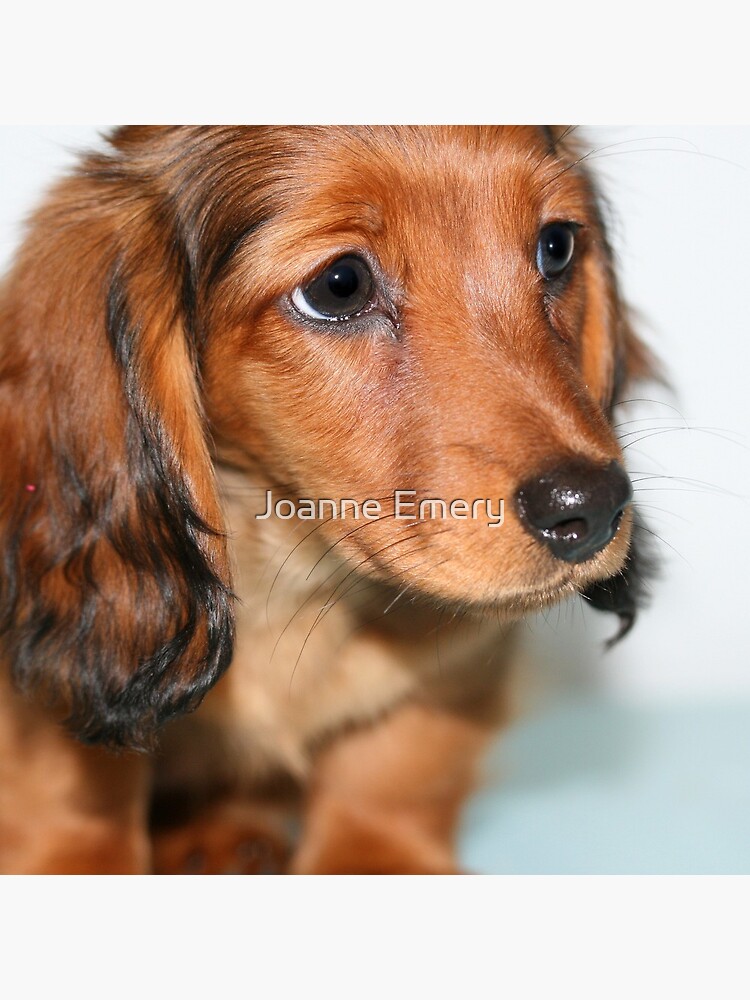 Miniature Long Haired Dachshund Puppy Looking Sad Tote Bag By