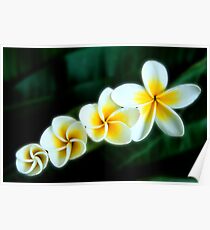 Frangipanis Poster