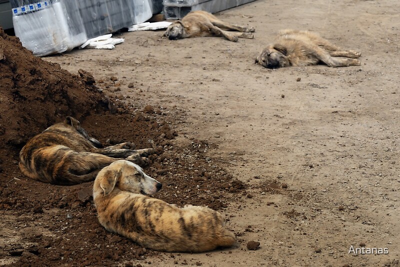 "Street Dogs in Bucharest street, Romania" by Antanas Redbubble