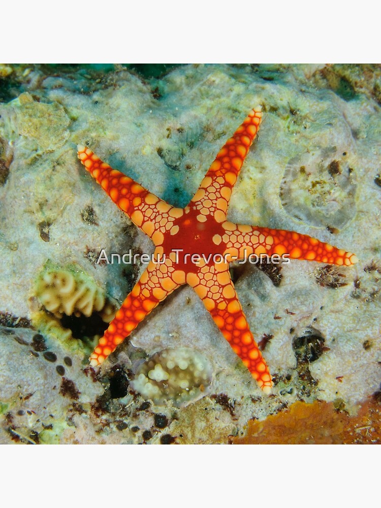 Sea Star by andrewtj