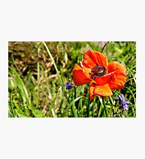 Vibrant Poppy Photographic Print