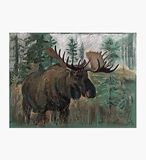 The Moose Photographic Print