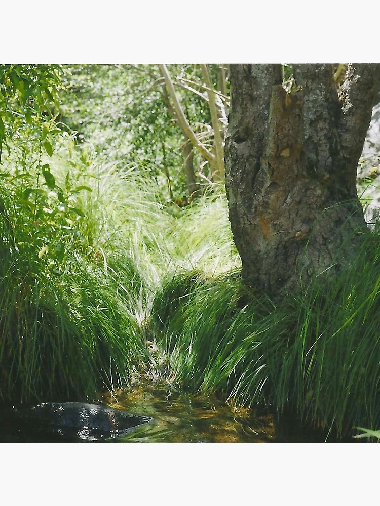 river bank. by chirpofjoy