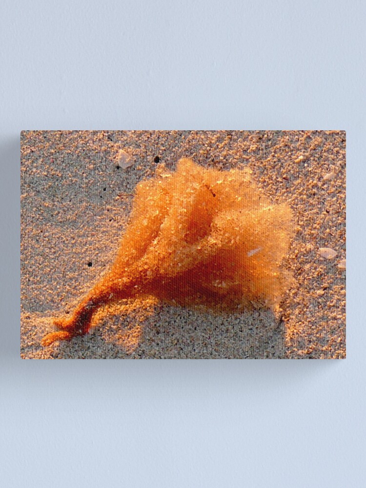 Alternate view of Sunset Sponge Canvas Print