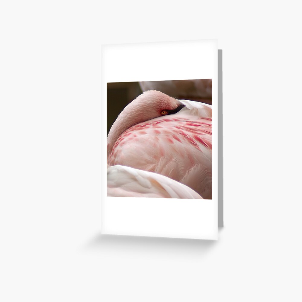 Flamingoozzzzzzzzzzzzzzzz Greeting Card