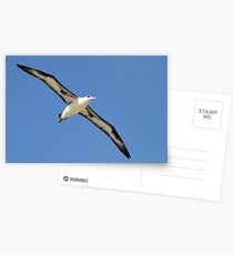 Gliding Laysan Albatross Postcards