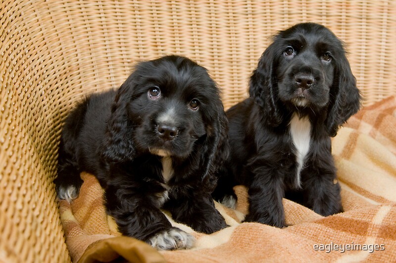 black cocker spaniel cuddly toy