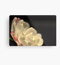 Pure Petals Over Darkness Metal Print