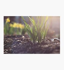 Spring Photographic Print