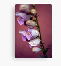 Palmer's Penstemon Leinwanddruck