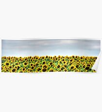 South Dakota Sunflowers Poster