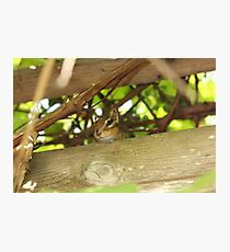 Chipmunk Photographic Print
