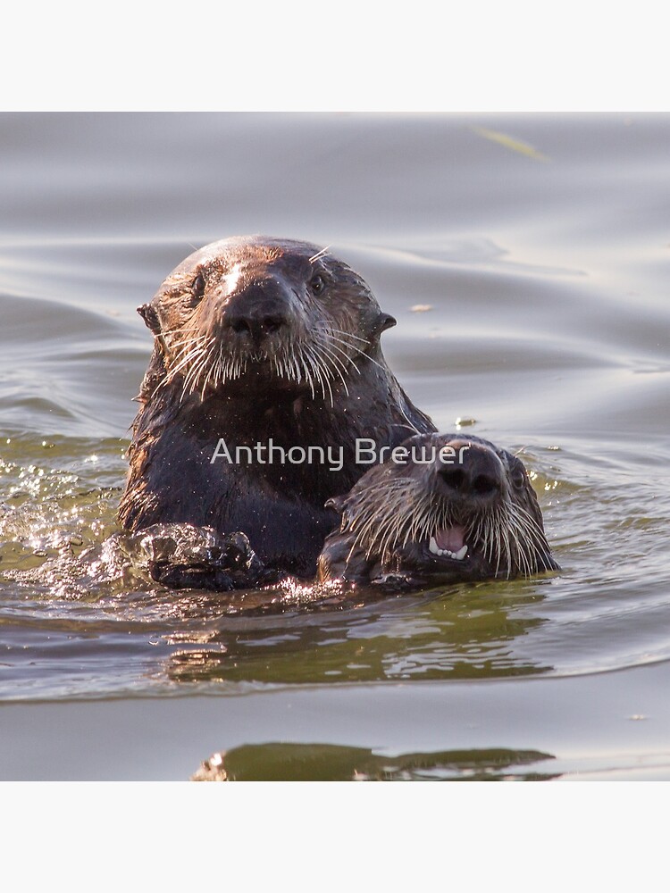 Sea otters of California by dailyanimals
