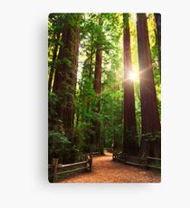 Redwood Forest Canvas Print