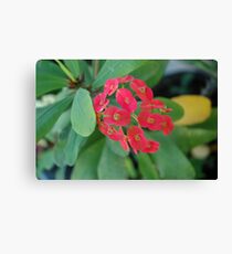 euphorbia Leinwanddruck
