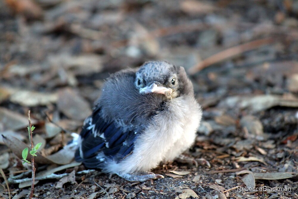 baby-blue-jay-by-rebeccablackman-redbubble