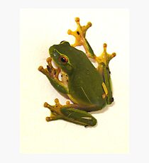 Green Tree Frog Fotodruck