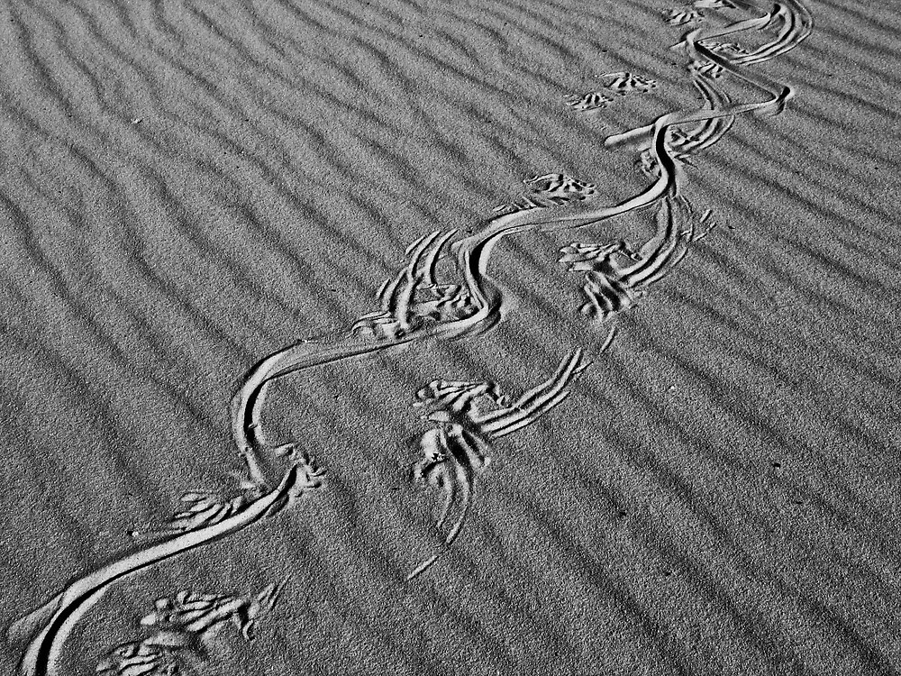 "Goanna Tracks" by Matthew Logan  Redbubble