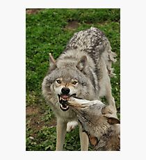 Family dispute Photographic Print