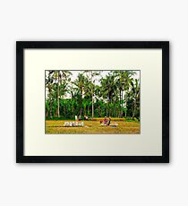 Rice Fields Framed Print