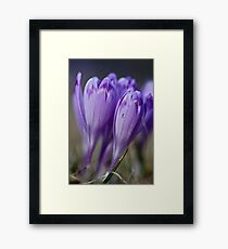 1093 . Crocus sativus . God bless you each and every day with much love and Joy and wonderful inside and out !! Framed Print