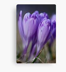 1093 . Crocus sativus . God bless you each and every day with much love and Joy and wonderful inside and out !! Canvas Print