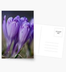 1093 . Crocus sativus . God bless you each and every day with much love and Joy and wonderful inside and out !! Postcards