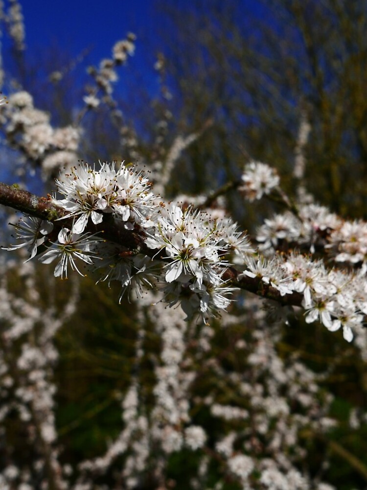 Blackthorn (Prunus spinosa) by IOMWildFlowers