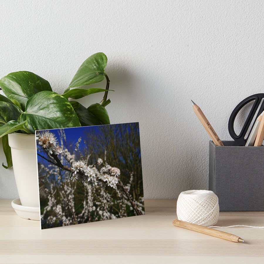 Blackthorn (Prunus spinosa) Art Board Print