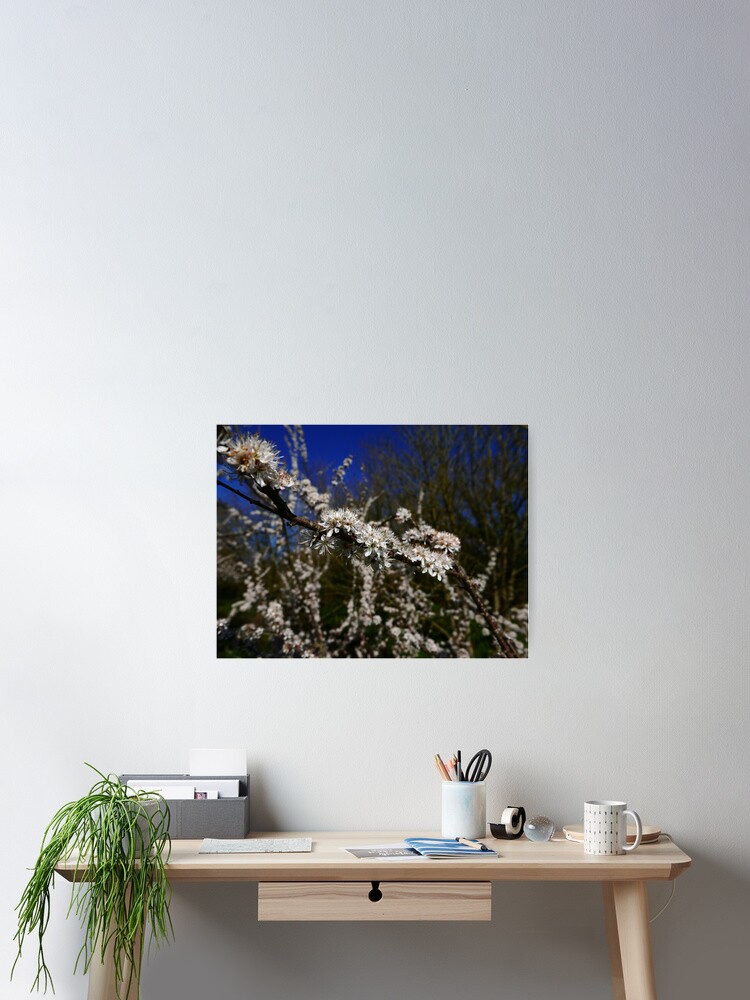 Alternate view of Blackthorn (Prunus spinosa) Poster