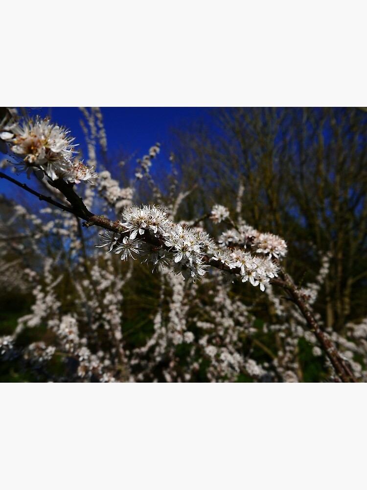 Blackthorn (Prunus spinosa) by IOMWildFlowers